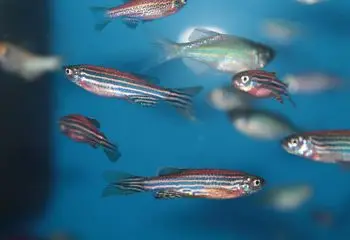 Impacts of low-dose exposure to antibiotics unveiled in zebrafish gut