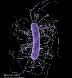 FDA halts fecal microbiota transplant after patient death