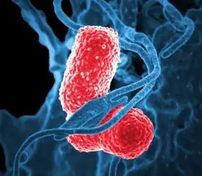 Breaking open the gates of antibiotic resistance