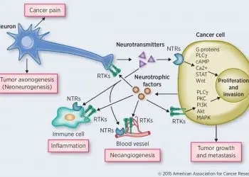 Gastric cancer fueled by ‘crosstalk’ between nerves and cancer cells