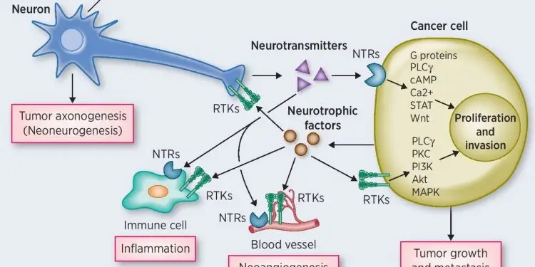 Gastric cancer fueled by ‘crosstalk’ between nerves and cancer cells
