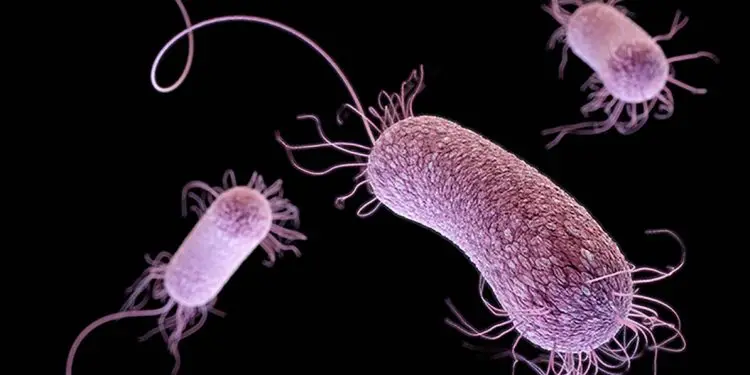 ‘Superbug’ scourge spreads as U.S. fails to track rising human toll