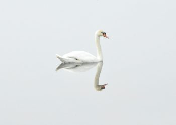 Olympus and Partner Launch Swan EndoSurgical